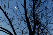 19th Mar 2015 - Tree And Moon