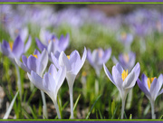 20th Mar 2015 - Cacophony of Crocuses