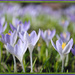 Cacophony of Crocuses by alophoto