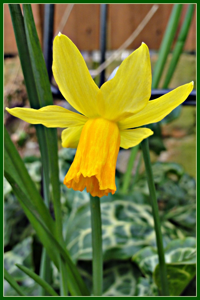 dwarf daffodil  by beryl