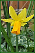 19th Mar 2015 - dwarf daffodil 