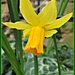 dwarf daffodil  by beryl
