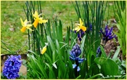 19th Mar 2015 - Flowers in my spring garden