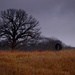 Tree and Tire by kareenking