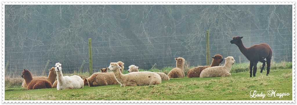 Alpaca's in the Mist. by ladymagpie