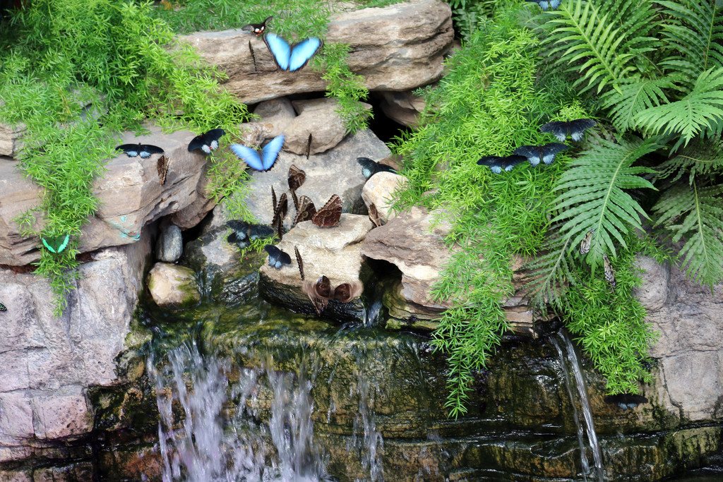 Butterflies at the Botanical Gardens by hellie