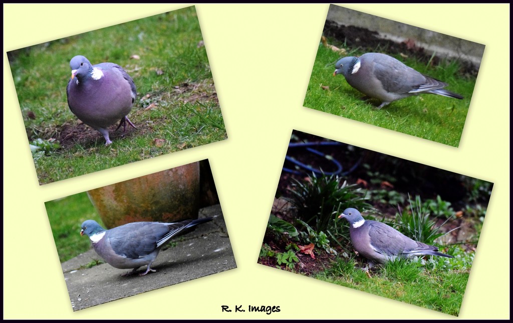 The many sides of Mr Wood Pigeon by rosiekind