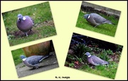 19th Mar 2015 - The many sides of Mr Wood Pigeon