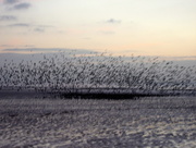 31st Mar 2013 - Blackpool murmuration