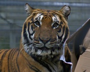 14th Feb 2015 - Tiger stare (27.52)