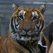 Tiger stare (27.52) by filsie65
