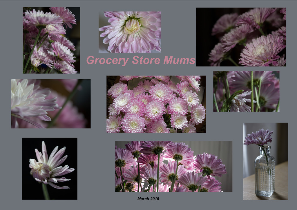 Grocery Store Mums collage by randystreat