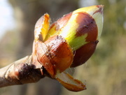 19th Mar 2015 - Horse Chestnut leaf bud