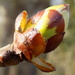 Horse Chestnut leaf bud by flowerfairyann