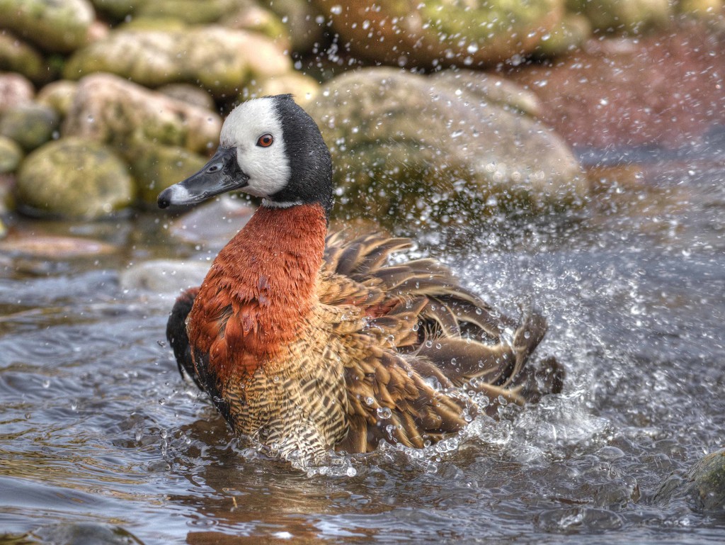 White-faced whistling duck, washes by gamelee
