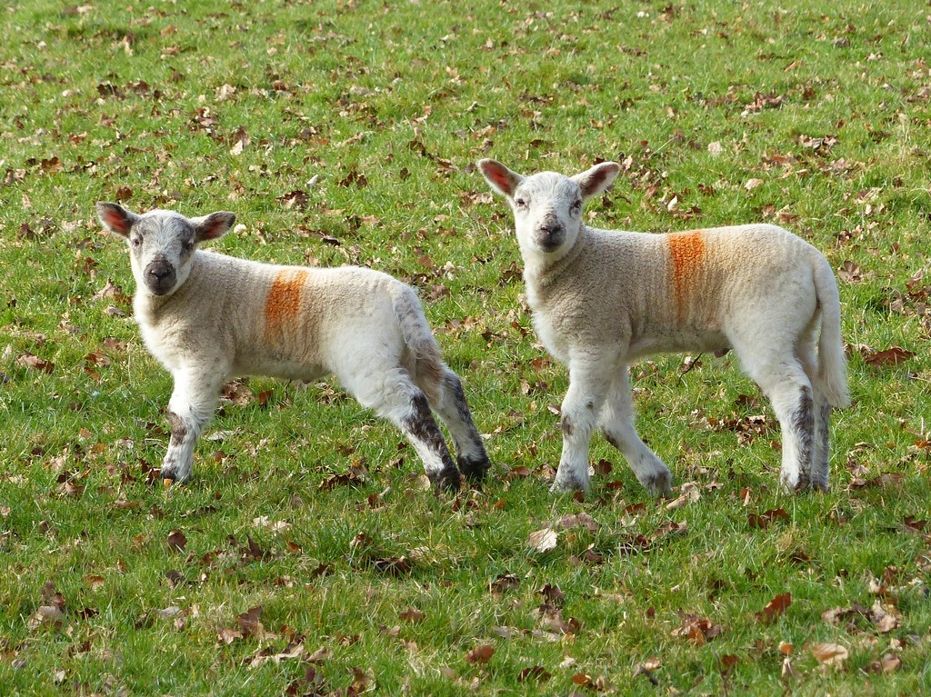White Lambs by susiemc
