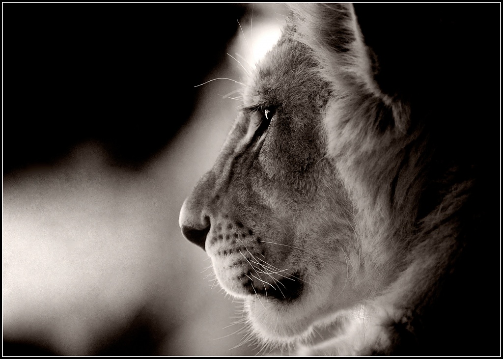 Lion Cub by aikiuser
