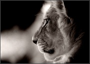2nd Oct 2010 - Lion Cub