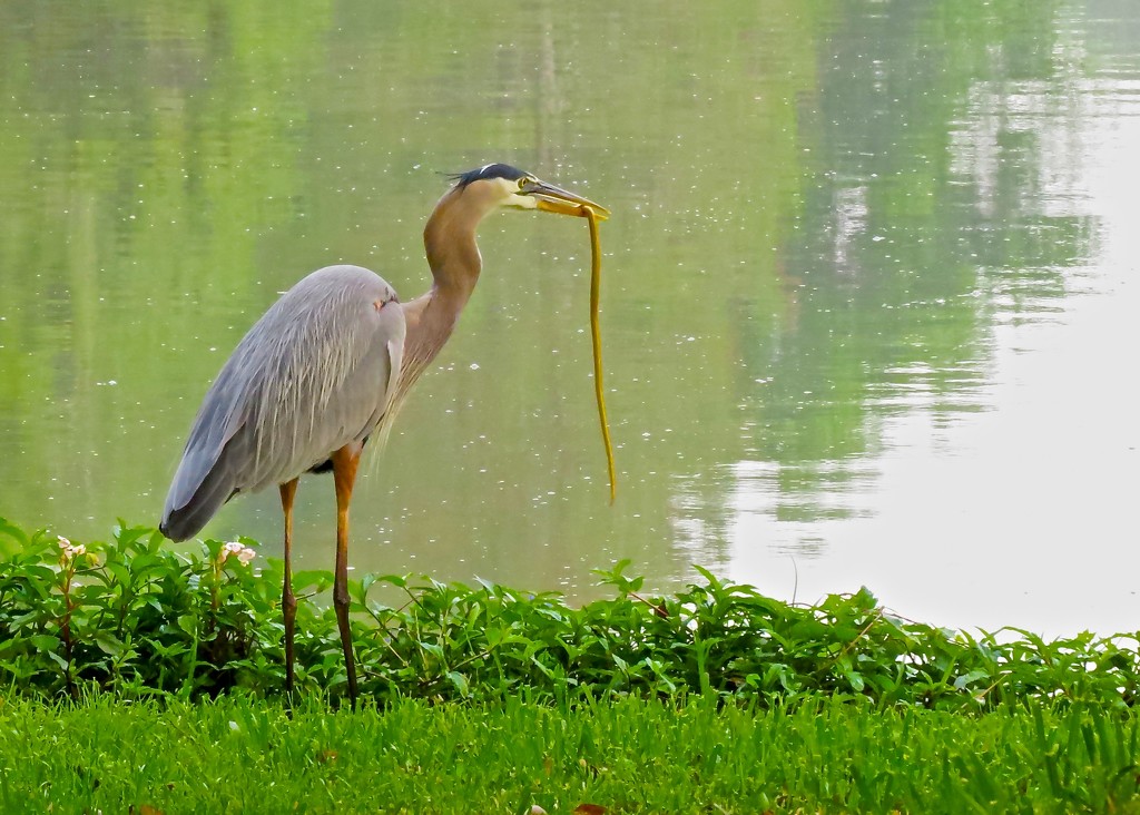 Great Blue Heron at Breakfast Buffet by rob257