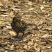 Female Red Winged Blackbird by rob257