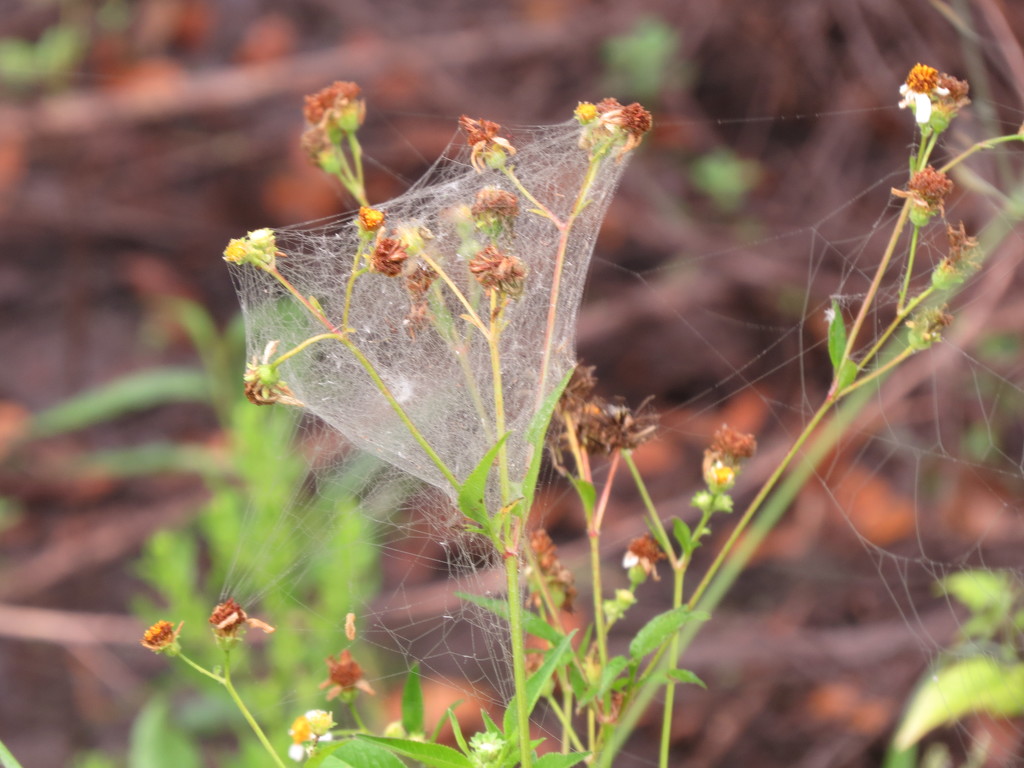 Spider Webs and Early Morning Dew by rob257