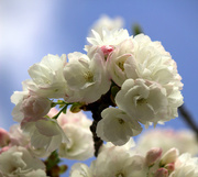 17th Mar 2015 - Blossoms