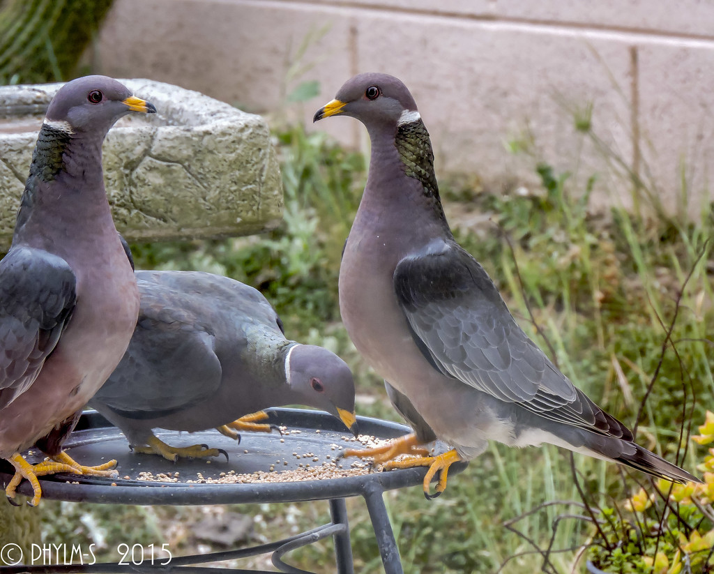 Band-tailed Pigeons by elatedpixie