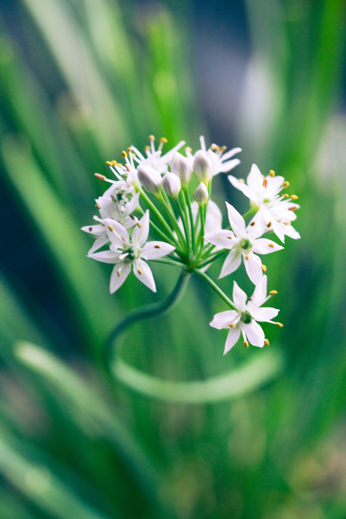 Chive Flower by kph129