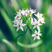 Chive Flower by kph129