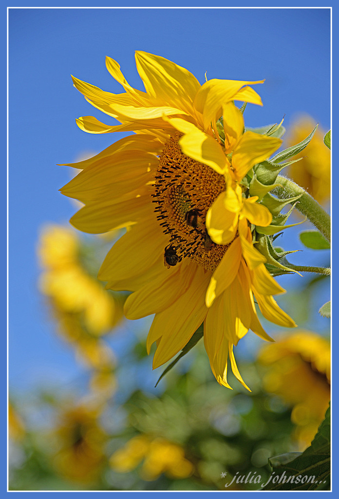 Sunflower  by julzmaioro