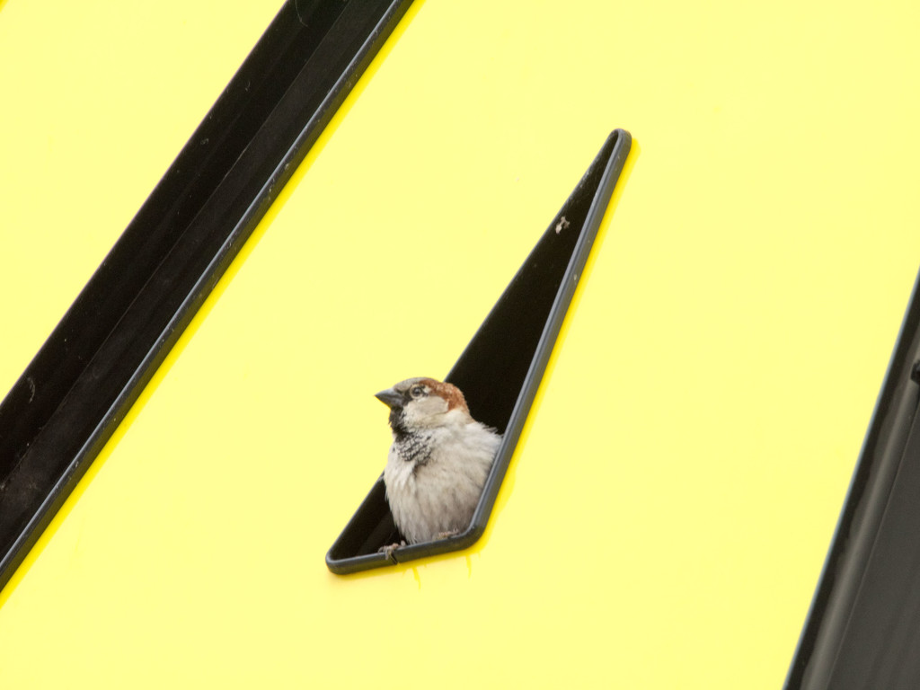 Sparrow at Subway by rminer