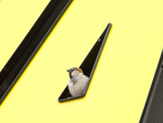 19th Mar 2015 - Sparrow at Subway