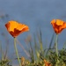 Poppies by madamelucy