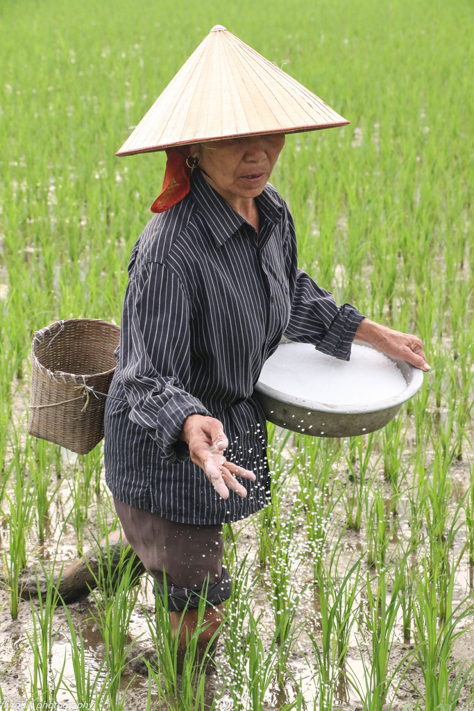 Fertilising the rice by flyrobin
