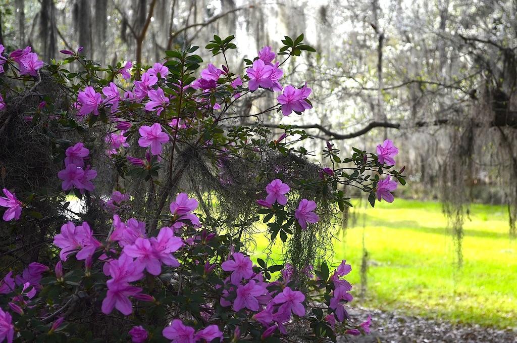 The first azaleas, Magnolia Gardens, Charleston, SC by congaree