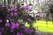 20th Mar 2015 - The first azaleas, Magnolia Gardens, Charleston, SC
