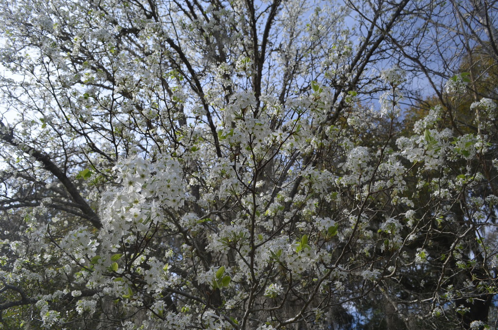 Spring has arrived!  Magnolia Gardens, Charleston, SC by congaree