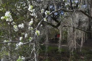 20th Mar 2015 - Spring at Magnolia Gardens, Charleston, SC
