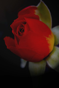 20th Mar 2015 - Miniature Rose