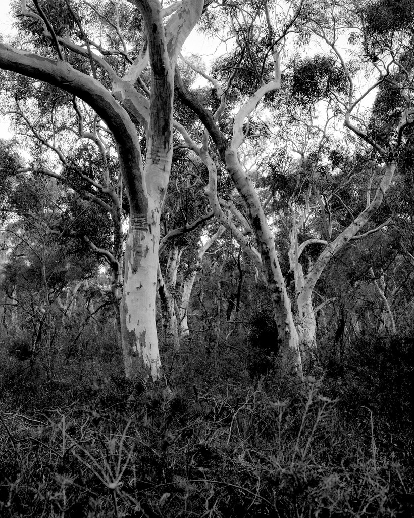 Scribbly gums I by peterdegraaff