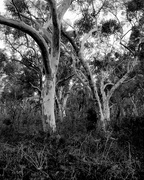 20th Mar 2015 - Scribbly gums I