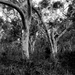 Scribbly gums I by peterdegraaff