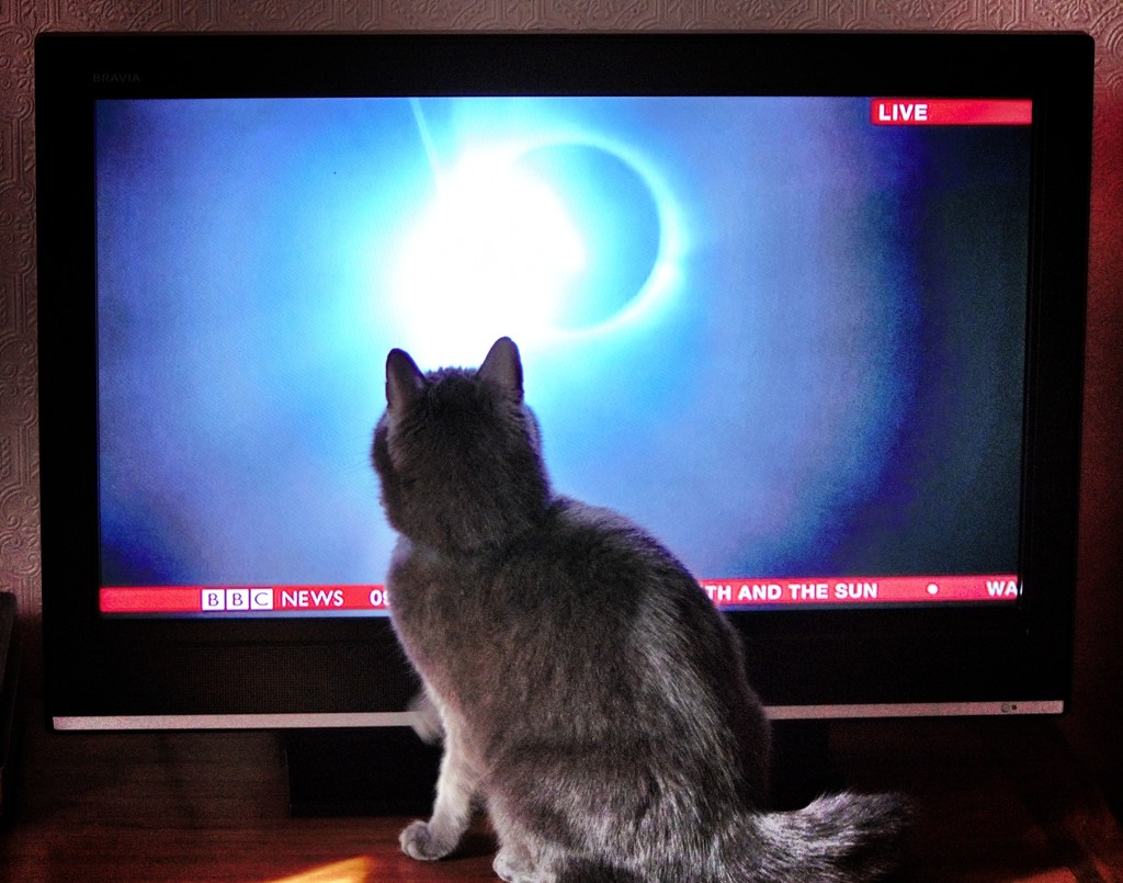 Feline eclipse by swillinbillyflynn