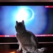 Feline eclipse by swillinbillyflynn