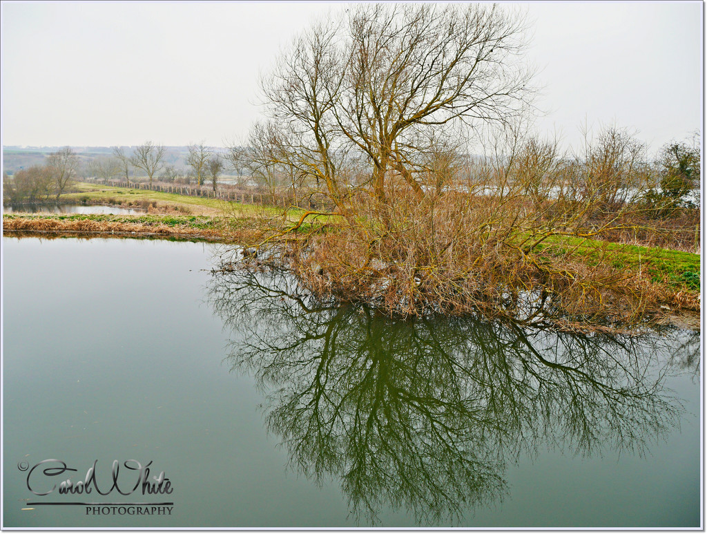 Tree And Reflection by carolmw