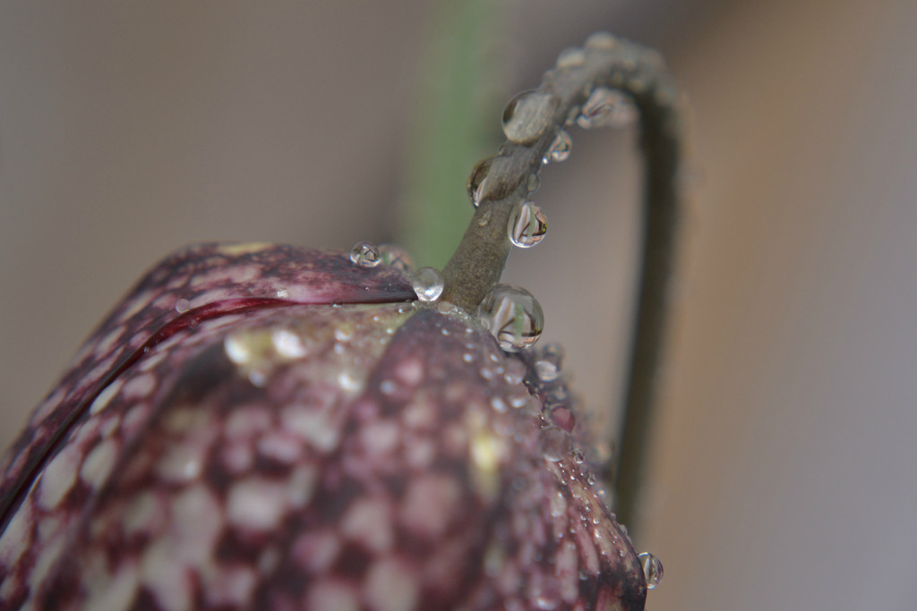 Droplets on a snakeshead fritillaria by ziggy77