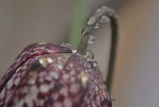 20th Mar 2015 - Droplets on a snakeshead fritillaria