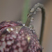 Droplets on a snakeshead fritillaria by ziggy77