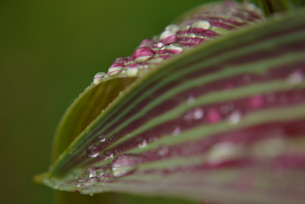 Tulip leaves and droplets by ziggy77