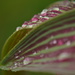 Tulip leaves and droplets by ziggy77